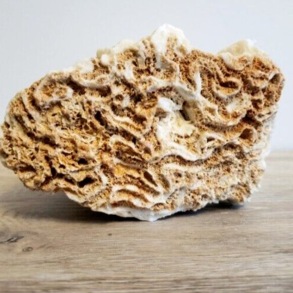 Large Vintage 1kg! Natural Real Sea Coral Specimen 6x5x4 Inches - Picture 2 of 9